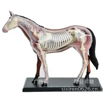 4D Master konj vzorcu anatomija model organ okostje statične skupščine model veterinarski učne opreme