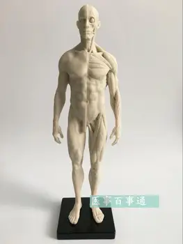30 cm smole, bela CG, slikarstvo, kiparstvo moški model mišično-skeletnega anatomija človeškega telesa strukturo umetnosti model za brezplačno nakupovanje